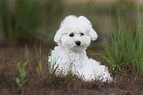 BICHON FRISE 392